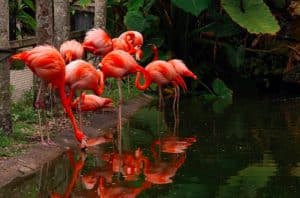 Flamingo Garden