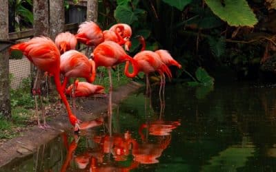 Flamingo Gardens a 60-Acre Tropical Botanical Garden