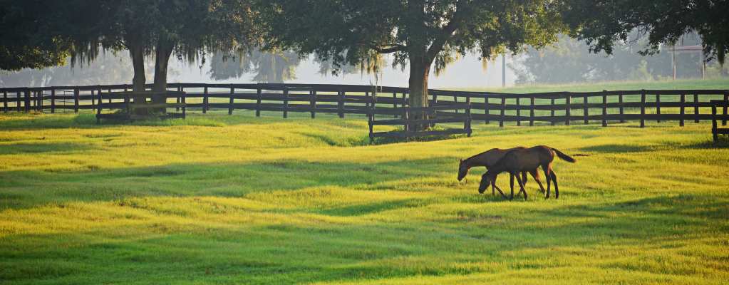 Ocala Florida is horse country